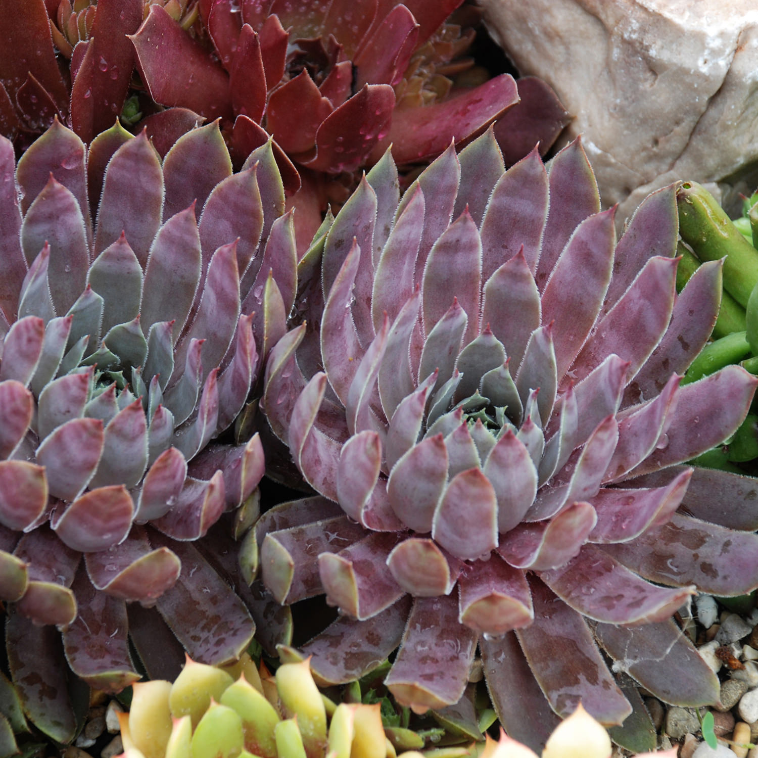 SEMPERVIVUM CHICK CHARMS BERRY BLUES HEN AND CHICKS