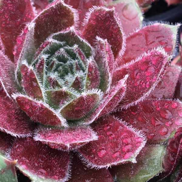 SEMPERVIVUM CHICK CHARMS BERRY BOMB HEN AND CHICKS