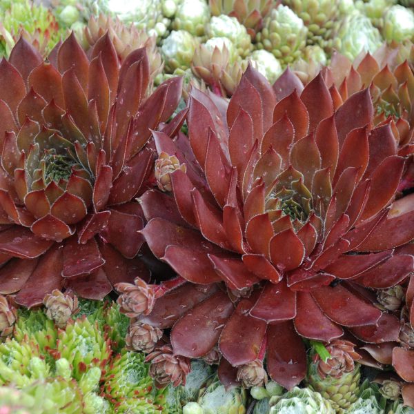 SEMPERVIVUM CHICK CHARMS BING CHERRY HEN AND CHICKS