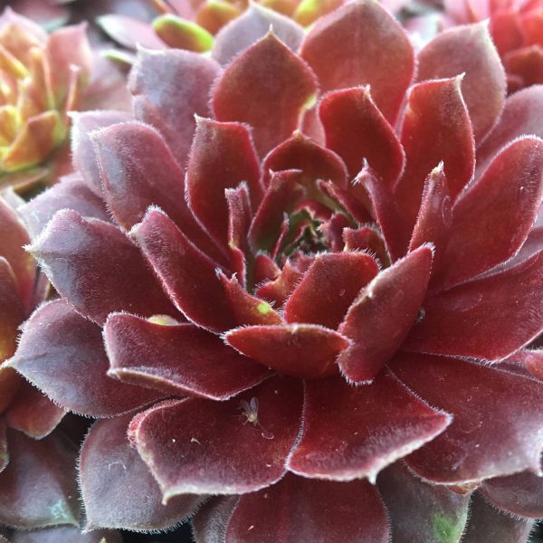 SEMPERVIVUM CHICK CHARMS CHERRY BERRY HEN AND CHICKS