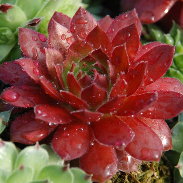 SEMPERVIVUM CHICK CHARMS CHERRY BERRY HEN AND CHICKS