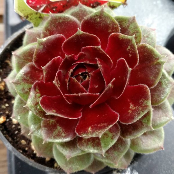 SEMPERVIVUM CHICK CHARMS CHERRY BERRY HEN AND CHICKS