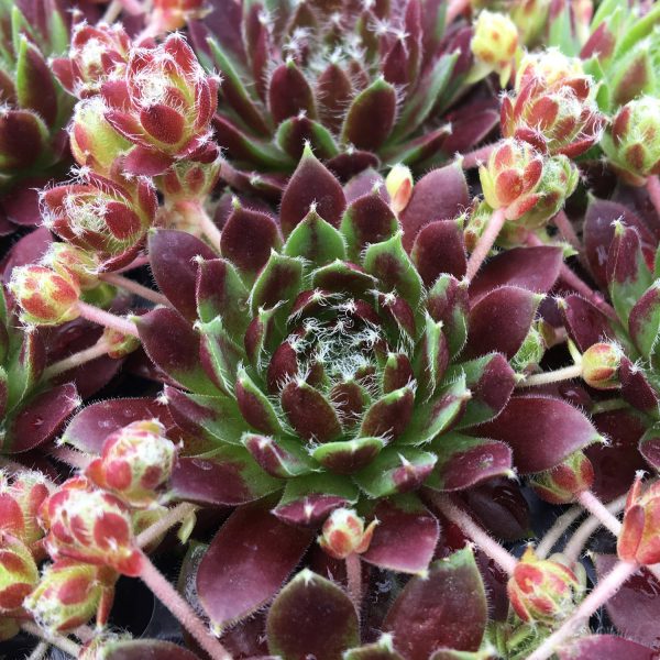 SEMPERVIVUM CHICK CHARMS CINNAMON STARBURST HEN AND CHICKS