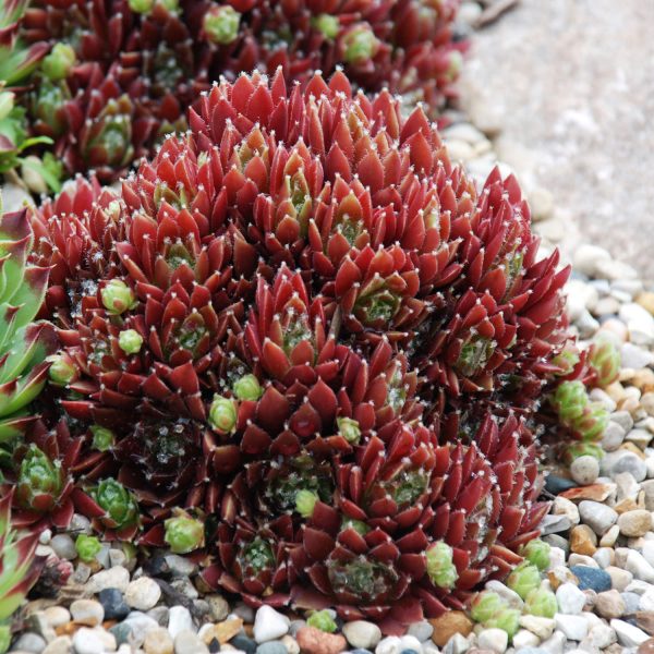 SEMPERVIVUM CHICK CHARMS CINNAMON STARBURST HEN AND CHICKS