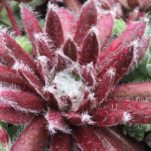 SEMPERVIVUM CHICK CHARMS COSMIC CANDY HEN AND CHICKS