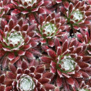 SEMPERVIVUM CHICK CHARMS COSMIC CANDY HEN AND CHICKS