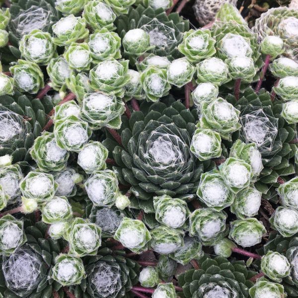 SEMPERVIVUM CHICK CHARMS COTTON CANDY HEN AND CHICKS