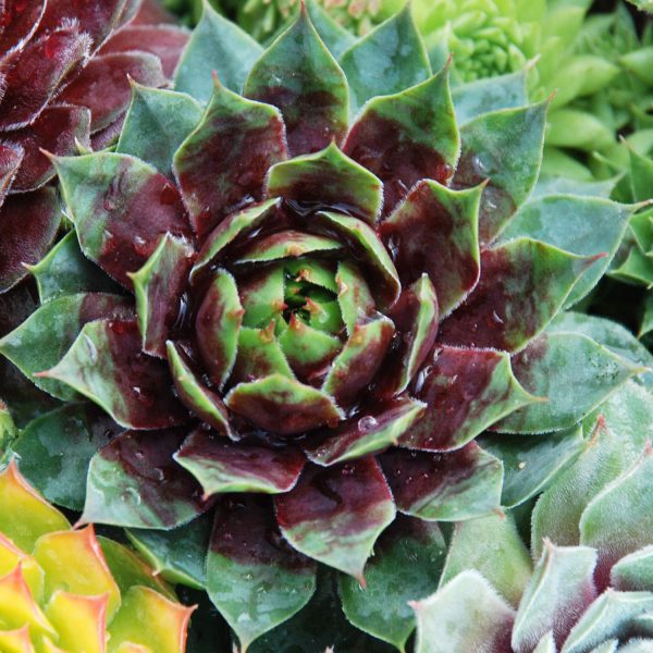 SEMPERVIVUM CHICK CHARMS CRANBERRY COCKTAIL HEN AND CHICKS