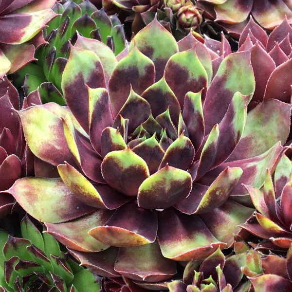 SEMPERVIVUM CHICK CHARMS CRANBERRY COCKTAIL HEN AND CHICKS