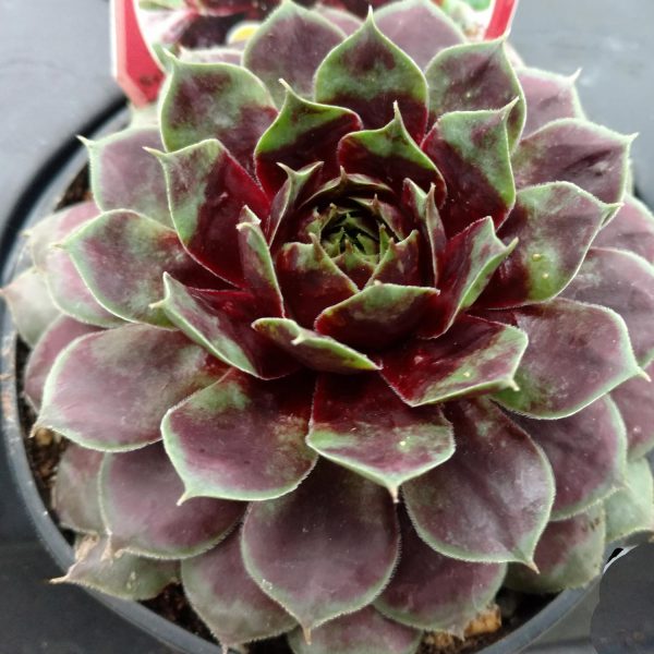 SEMPERVIVUM CHICK CHARMS CRANBERRY COCKTAIL HEN AND CHICKS