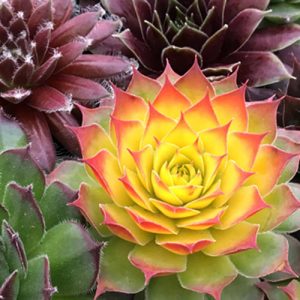 SEMPERVIVUM CHICK CHARMS GOLD NUGGET HEN AND CHICKS