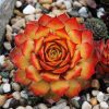 SEMPERVIVUM CHICK CHARMS GOLD NUGGET HEN AND CHICKS