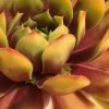 SEMPERVIVUM CHICK CHARMS GOLD NUGGET HEN AND CHICKS