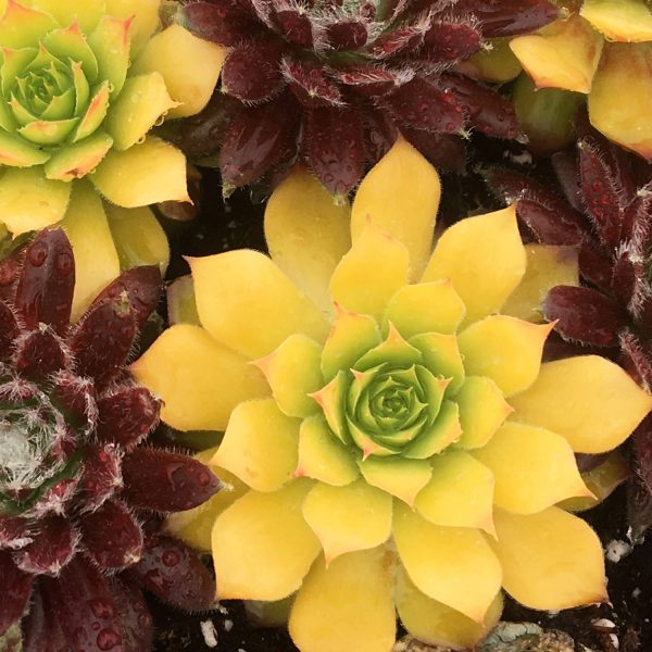 SEMPERVIVUM CHICK CHARMS GOLD NUGGET HEN AND CHICKS