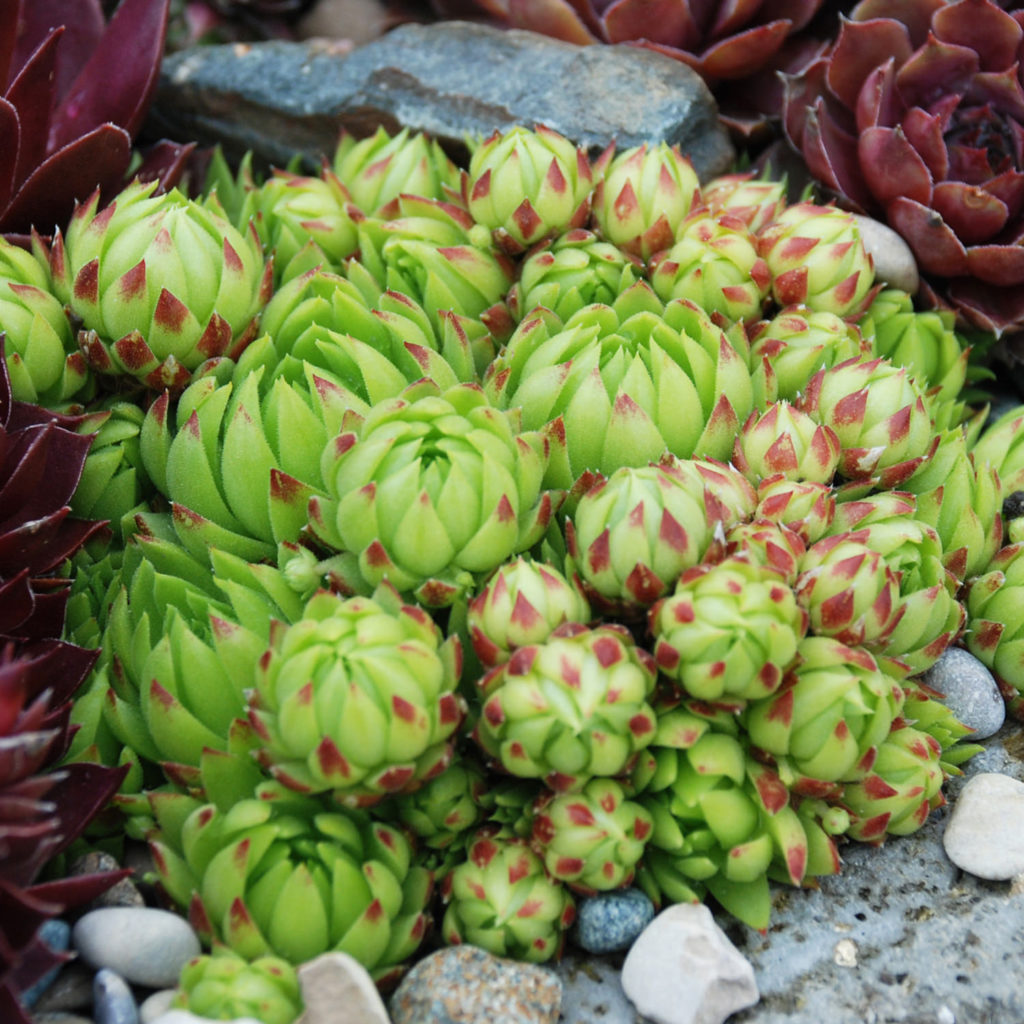 SEMPERVIVUM CHICK CHARMS KEY LIME KISS HEN AND CHICKS