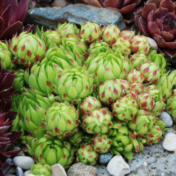 SEMPERVIVUM CHICK CHARMS KEY LIME KISS HEN AND CHICKS