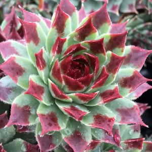 SEMPERVIVUM CHICK CHARMS MINT MARVEL HEN AND CHICKS