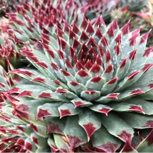 SEMPERVIVUM CHICK CHARMS MINT MARVEL HEN AND CHICKS