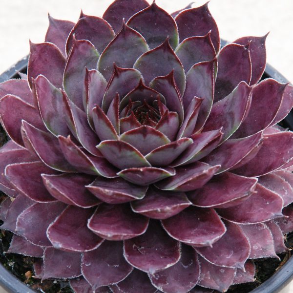 SEMPERVIVUM CHICK CHARMS PLUM PARFAIT HEN AND CHICKS