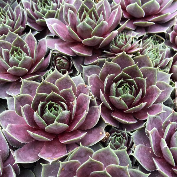 SEMPERVIVUM CHICK CHARMS PLUM PARFAIT HEN AND CHICKS