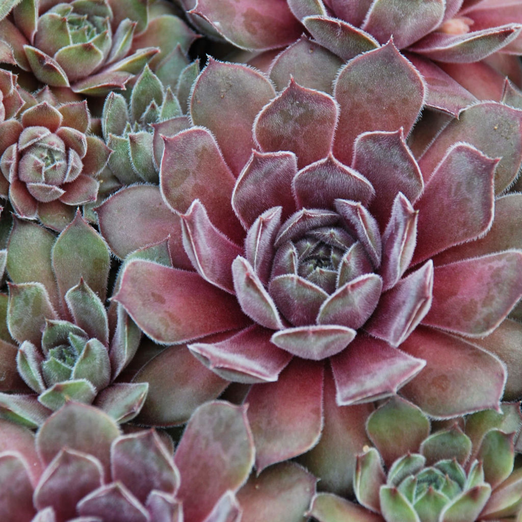 SEMPERVIVUM CHICK CHARMS SILVER SUEDE HEN AND CHICKS