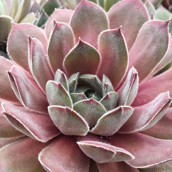 SEMPERVIVUM CHICK CHARMS SILVER SUEDE HEN AND CHICKS