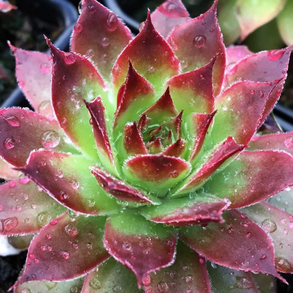 SEMPERVIVUM CHICK CHARMS STRAWBERRY KIWI HEN AND CHICKS