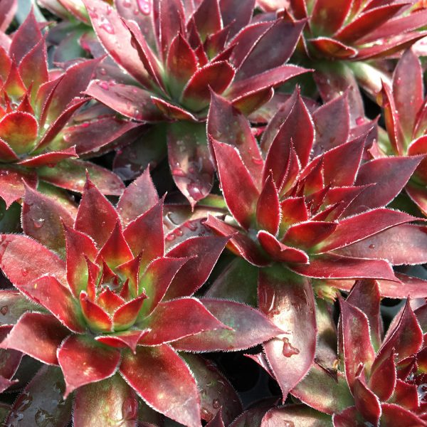 SEMPERVIVUM CHICK CHARMS STRAWBERRY KIWI HEN AND CHICKS