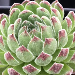 SEMPERVIVUM CHICK CHARMS SUGAR SHACK HEN AND CHICKS