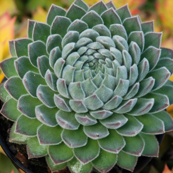 SEMPERVIVUM CHICK CHARMS SUGAR SHACK HEN AND CHICKS