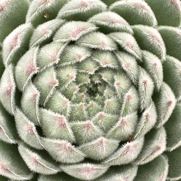 SEMPERVIVUM CHICK CHARMS SUGAR SHACK HEN AND CHICKS