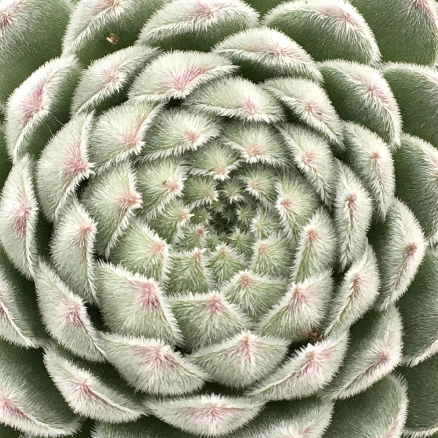 SEMPERVIVUM CHICK CHARMS SUGAR SHACK HEN AND CHICKS