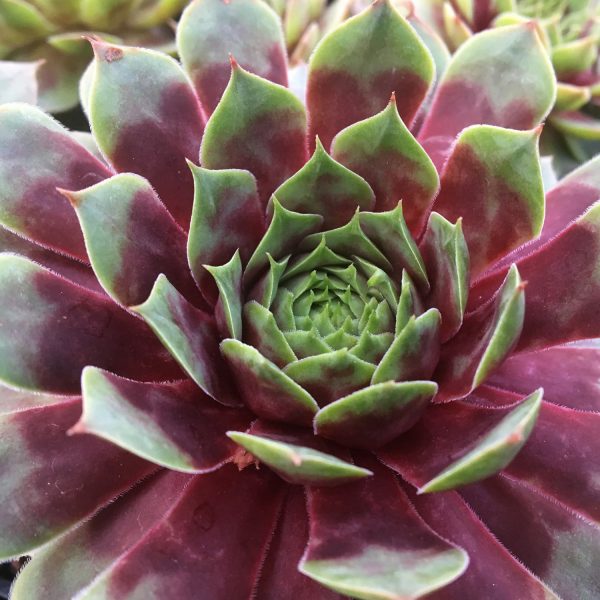 SEMPERVIVUM CHICK CHARMS WATERMELON RIPPLE HEN AND CHICKS