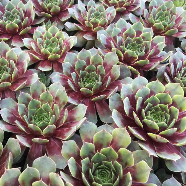 SEMPERVIVUM CHICK CHARMS WATERMELON RIPPLE HEN AND CHICKS