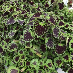 SOLENOSTEMON CHOCOLATE DROP COLEUS