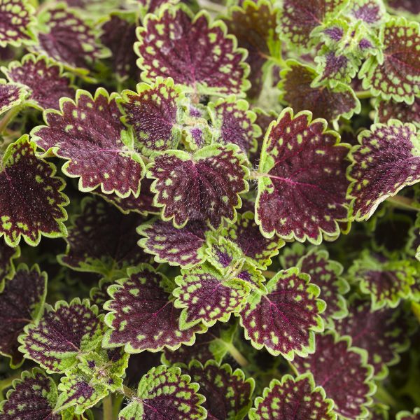 SOLENOSTEMON CHOCOLATE DROP COLEUS