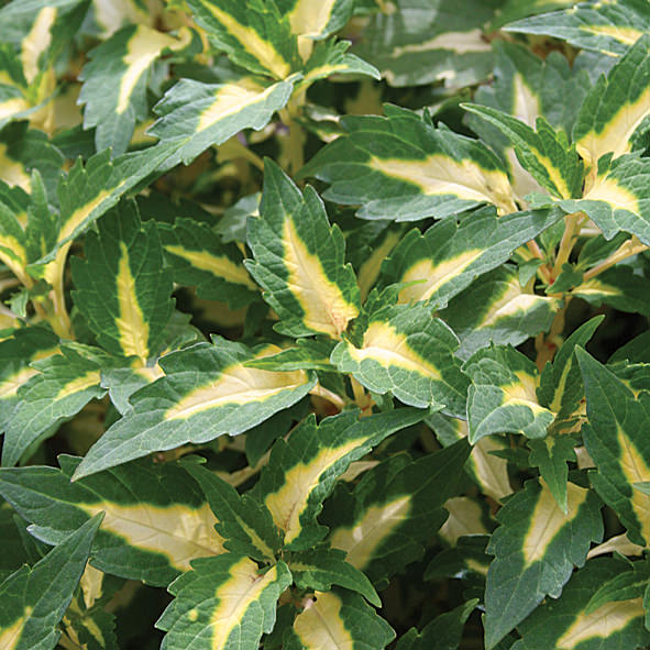 SOLENOSTEMON COLORBLAZE ALLIGATOR TEARS COLEUS