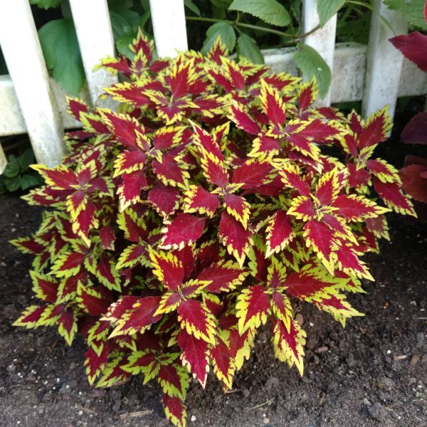 SOLENOSTEMON COLORBLAZE APPLE BRANDY COLEUS