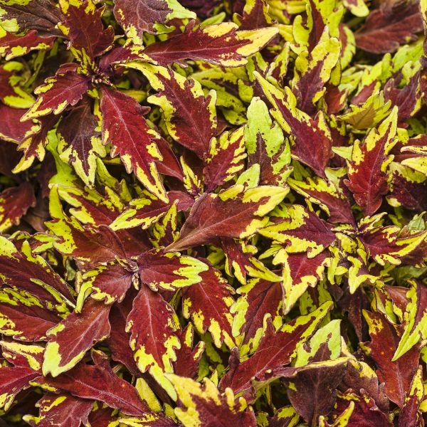 SOLENOSTEMON COLORBLAZE APPLE BRANDY COLEUS