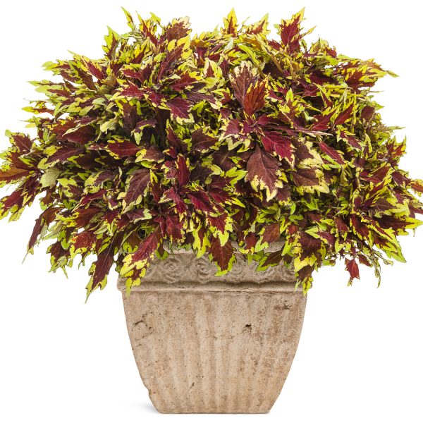 SOLENOSTEMON COLORBLAZE APPLE BRANDY COLEUS