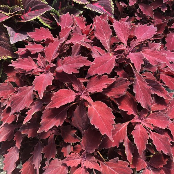 SOLENOSTEMON COLORBLAZE CHERRY BRANDY COLEUS