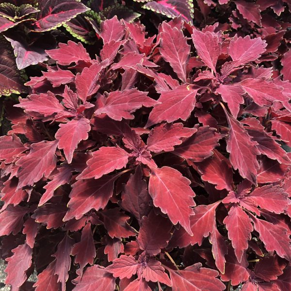 SOLENOSTEMON COLORBLAZE CHERRY BRANDY COLEUS