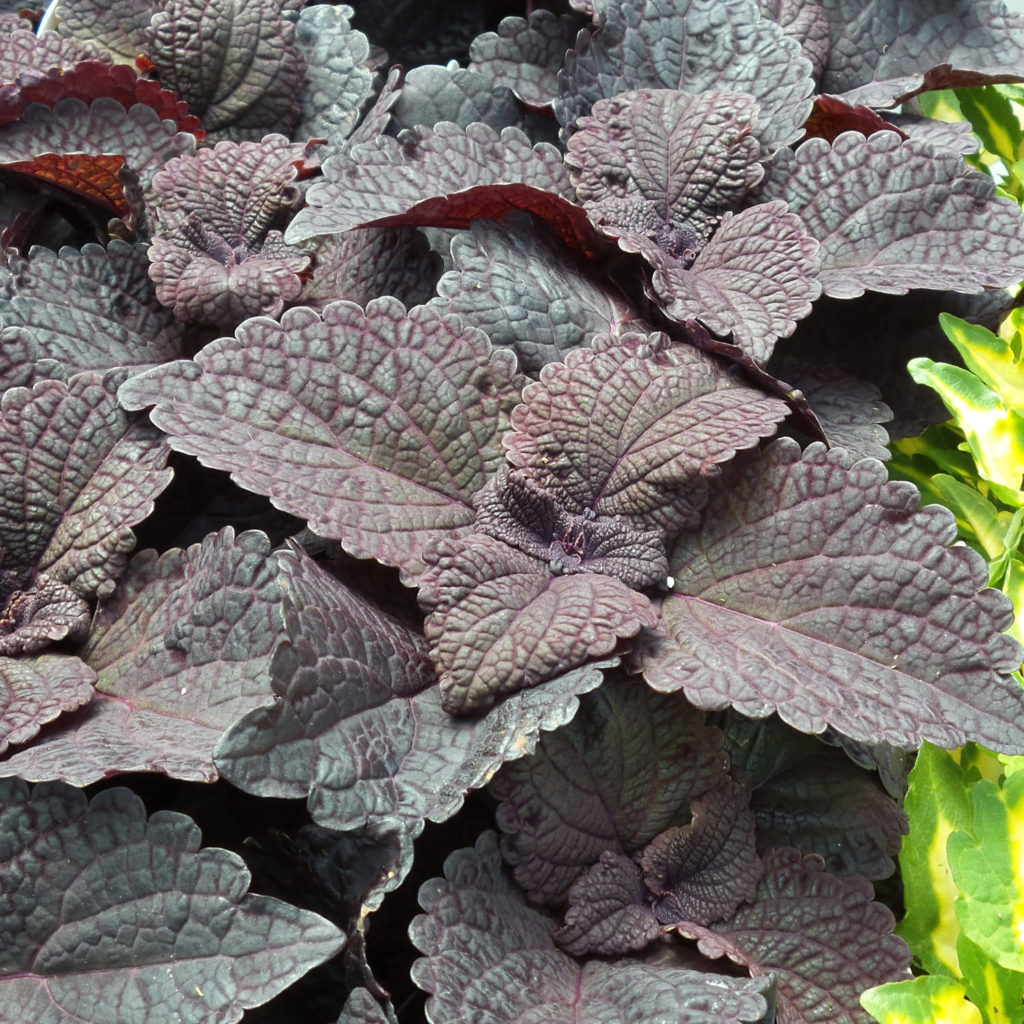 SOLENOSTEMON COLORBLAZE DARK STAR COLEUS