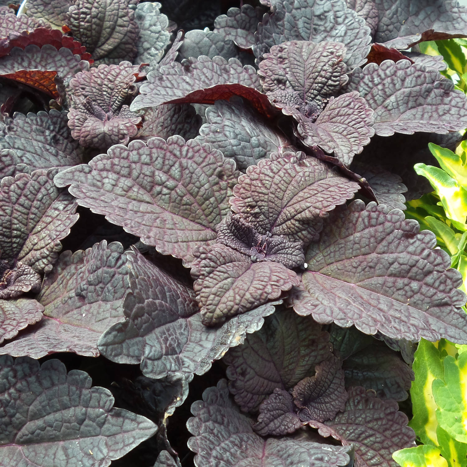 Solenostemon COLORBLAZE Dark Star - Buy Coleus Annuals Online