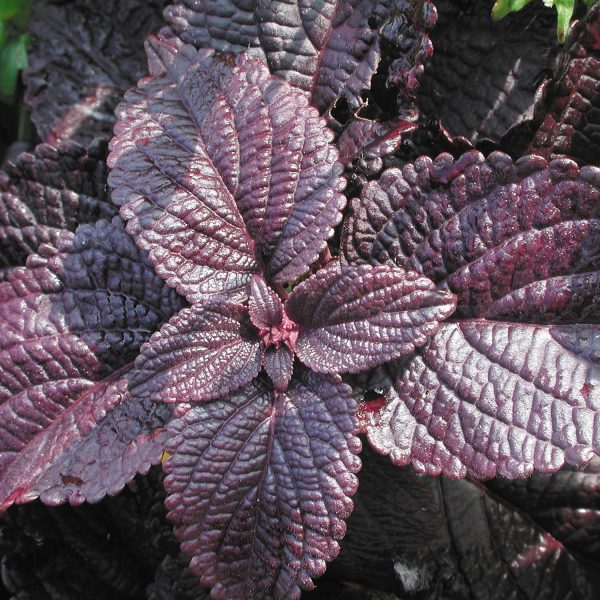 SOLENOSTEMON COLORBLAZE DARK STAR COLEUS