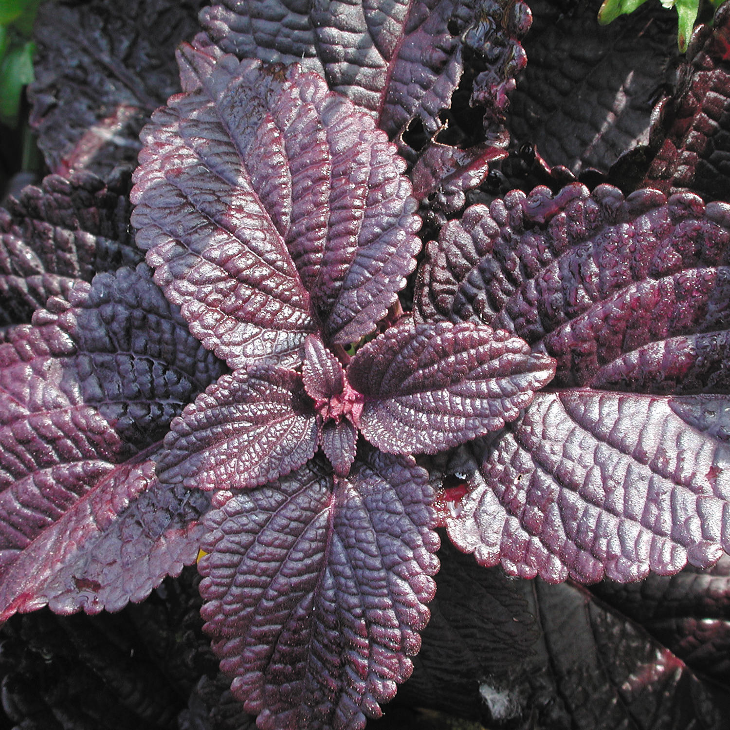 SOLENOSTEMON COLORBLAZE DARK STAR COLEUS
