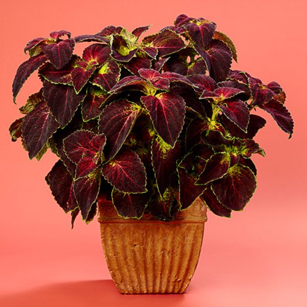 SOLENOSTEMON COLORBLAZE DIPT IN WINE COLEUS