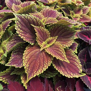 SOLENOSTEMON COLORBLAZE GOLDEN DREAMS COLEUS