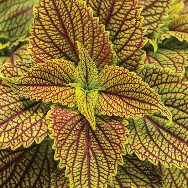 SOLENOSTEMON COLORBLAZE GOLDEN DREAMS COLEUS