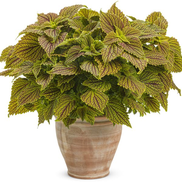 SOLENOSTEMON COLORBLAZE GOLDEN DREAMS COLEUS